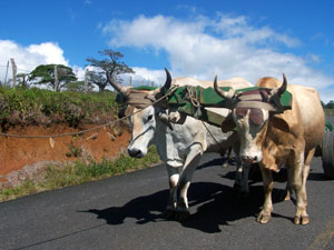 A team of the famous Costa Rican oxen pull a cart along the paved highway to Tierras Morenas. 